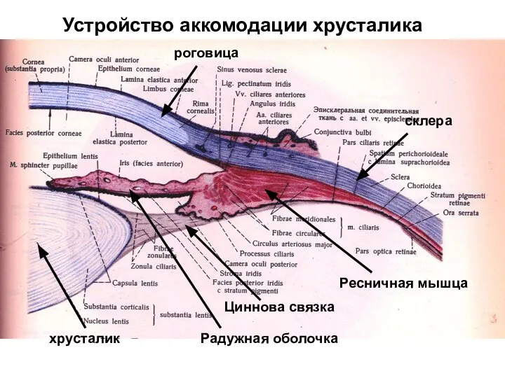 Ресничная мышца Циннова связка хрусталик Радужная оболочка роговица склера Устройство аккомодации хрусталика