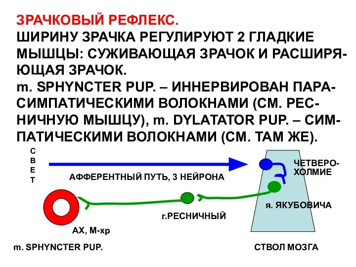 ЗРАЧКОВЫЙ РЕФЛЕКС. ШИРИНУ ЗРАЧКА РЕГУЛИРУЮТ 2 ГЛАДКИЕ МЫШЦЫ: СУЖИВАЮЩАЯ ЗРАЧОК И