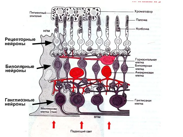 Рецепторные нейроны Биполярные нейроны Ганглиозные нейроны