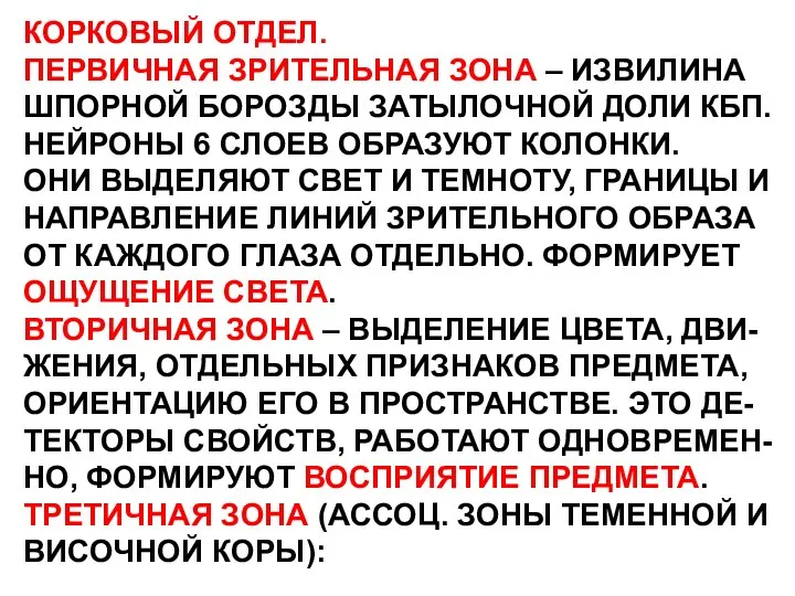 КОРКОВЫЙ ОТДЕЛ. ПЕРВИЧНАЯ ЗРИТЕЛЬНАЯ ЗОНА – ИЗВИЛИНА ШПОРНОЙ БОРОЗДЫ ЗАТЫЛОЧНОЙ ДОЛИ