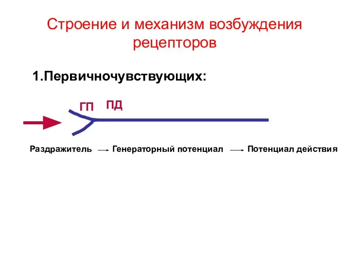 Строение и механизм возбуждения рецепторов 1.Первичночувствующих: ГП Раздражитель Генераторный потенциал Потенциал действия ПД