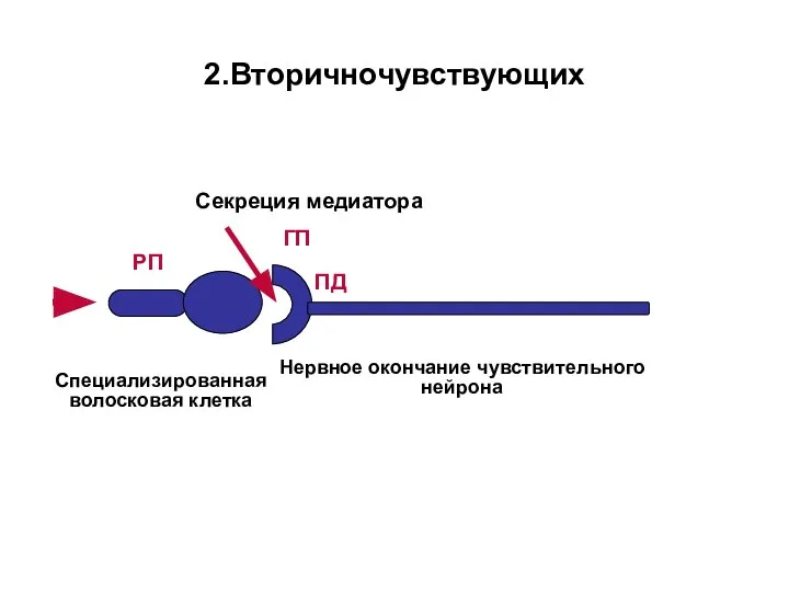 2.Вторичночувствующих РП ГП ПД Специализированная волосковая клетка Нервное окончание чувствительного нейрона Секреция медиатора