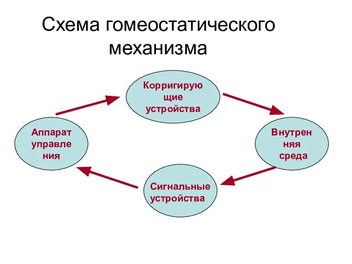 Схема гомеостатического механизма Внутренняя среда Сигнальные устройства Аппарат управления Корригирующие устройства