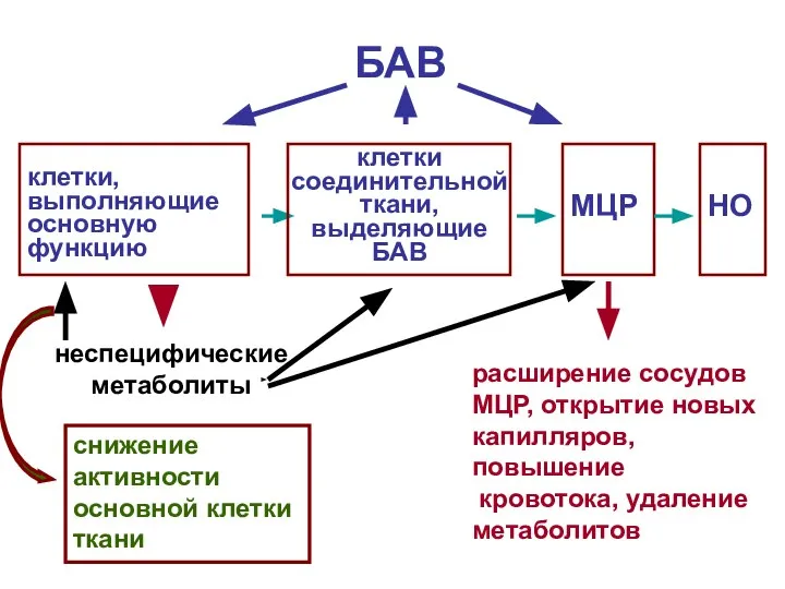 клетки, выполняющие основную функцию клетки соединительной ткани, выделяющие БАВ МЦР НО