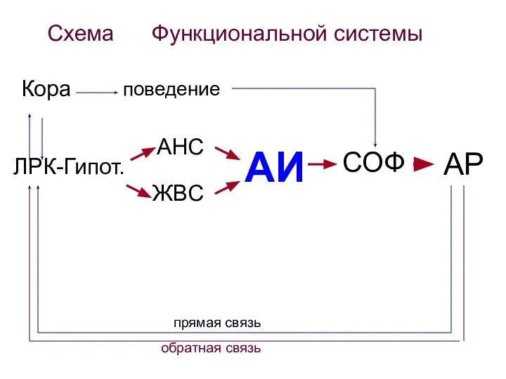 СОФ АР ЛРК-Гипот. АНС ЖВС АИ Кора поведение Схема Функциональной системы прямая связь обратная связь