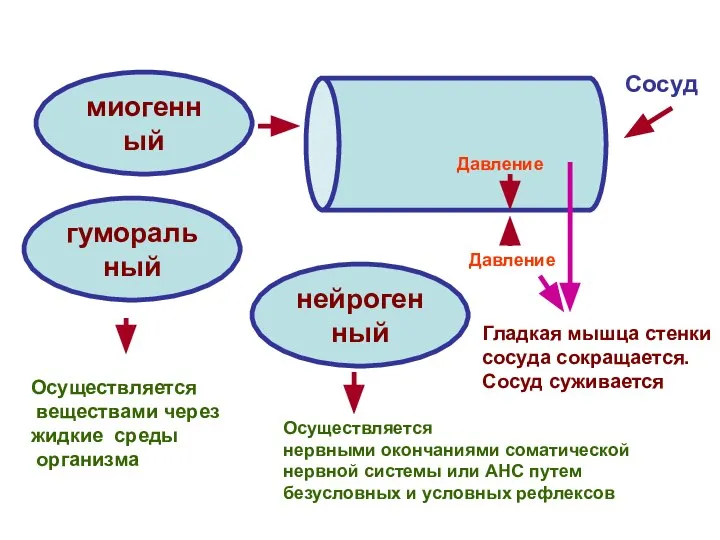 миогенный Сосуд Давление Давление Гладкая мышца стенки сосуда сокращается. Сосуд суживается