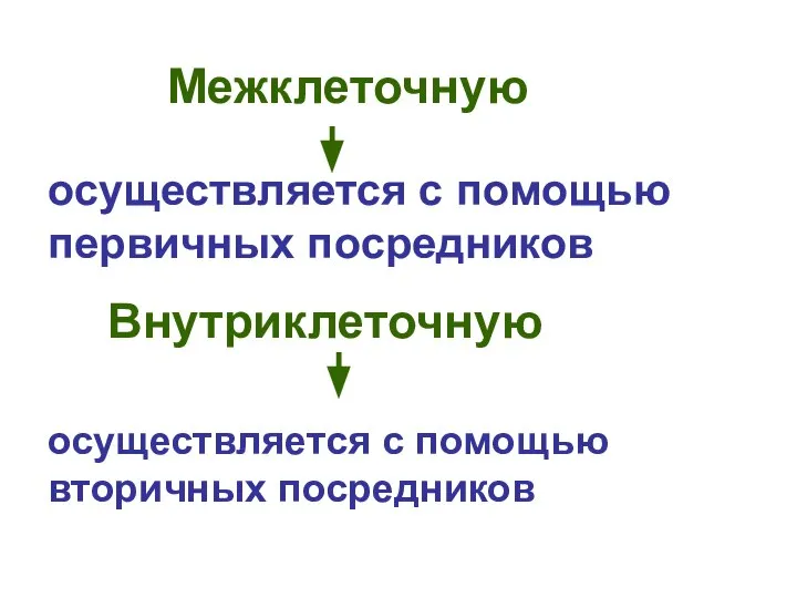 Межклеточную осуществляется с помощью первичных посредников Внутриклеточную осуществляется с помощью вторичных посредников