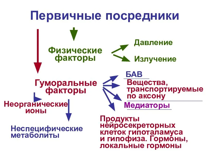 Первичные посредники Физические факторы Давление Излучение Гуморальные факторы БАВ Вещества, транспортируемые