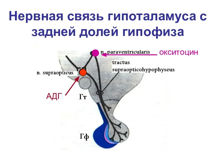 Нервная связь гипоталамуса с задней долей гипофиза АДГ окситоцин
