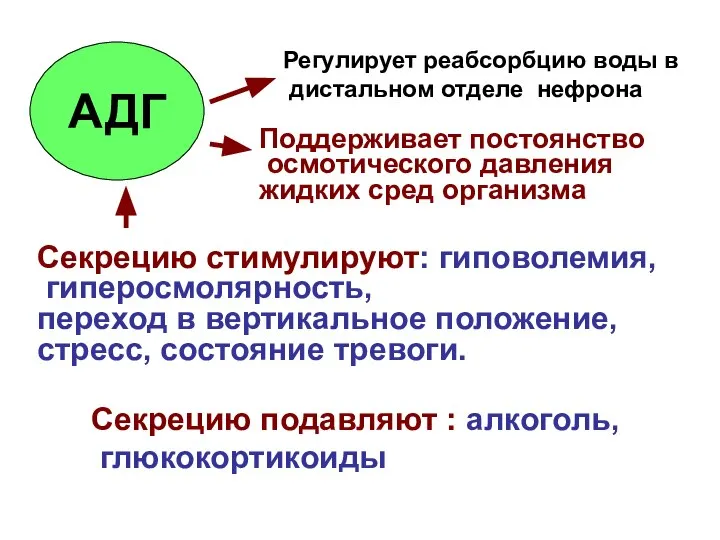 АДГ Регулирует реабсорбцию воды в дистальном отделе нефрона Поддерживает постоянство осмотического