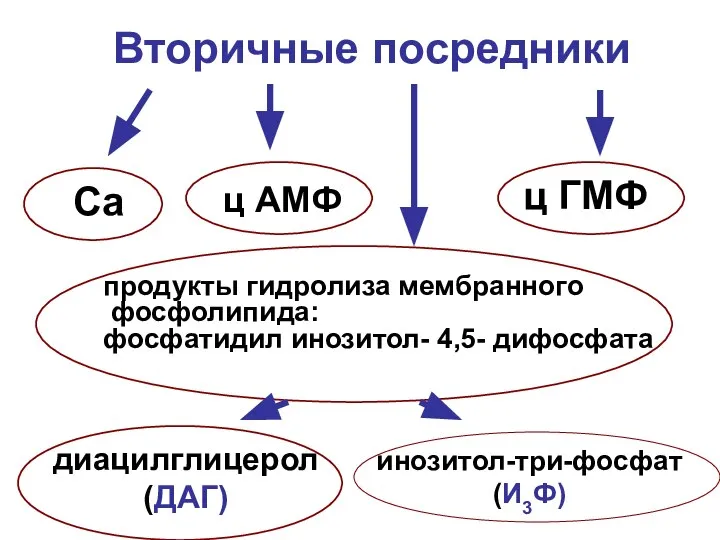 Вторичные посредники ц АМФ ц ГМФ продукты гидролиза мембранного фосфолипида: фосфатидил