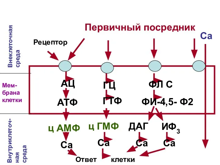 Внеклеточная среда Мем- брана клетки Внутриклеточ- ная среда Первичный посредник Рецептор