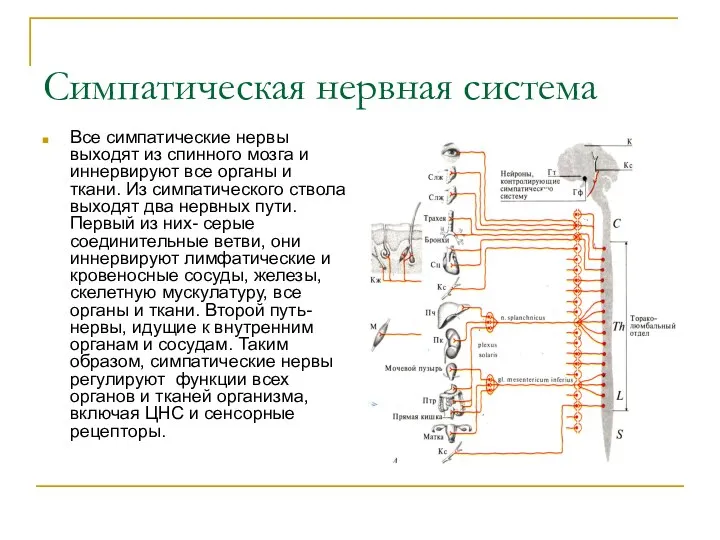 Симпатическая нервная система Все симпатические нервы выходят из спинного мозга и