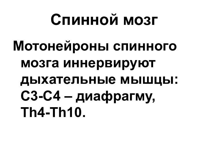 Спинной мозг Мотонейроны спинного мозга иннервируют дыхательные мышцы: С3-С4 – диафрагму, Тh4-Th10.