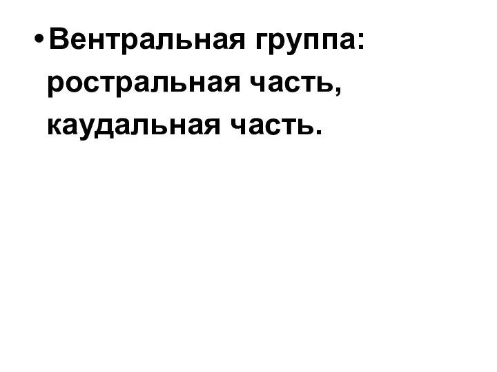 Вентральная группа: ростральная часть, каудальная часть.