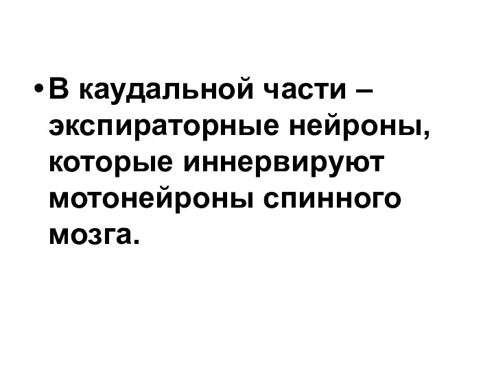 В каудальной части – экспираторные нейроны, которые иннервируют мотонейроны спинного мозга.