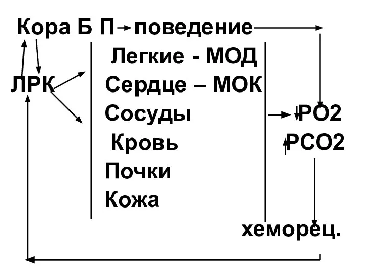 Кора Б П поведение Легкие - МОД ЛРК Сердце – МОК