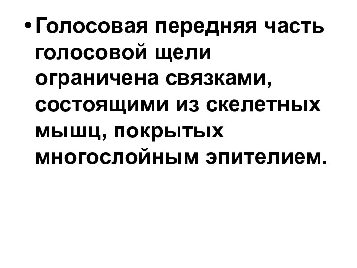 Голосовая передняя часть голосовой щели ограничена связками, состоящими из скелетных мышц, покрытых многослойным эпителием.