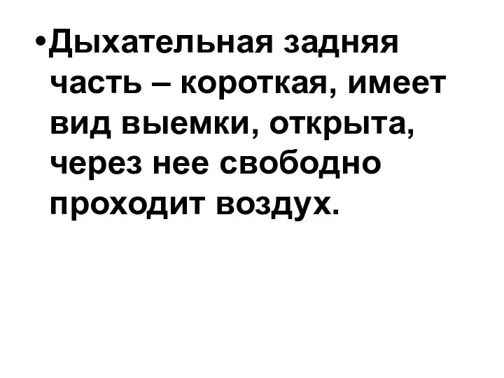 Дыхательная задняя часть – короткая, имеет вид выемки, открыта, через нее свободно проходит воздух.