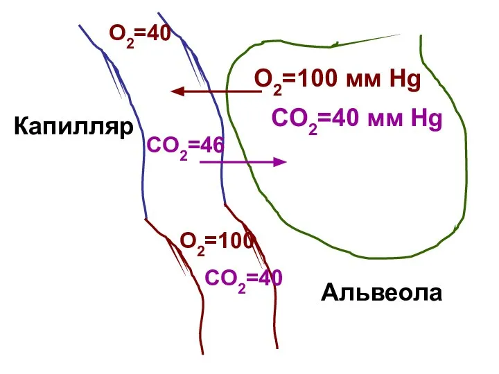 О2=100 мм Hg CО2=40 мм Hg О2=40 Альвеола Капилляр CО2=46 О2=100 CО2=40