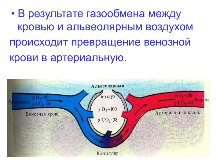 В результате газообмена между кровью и альвеолярным воздухом происходит превращение венозной крови в артериальную.