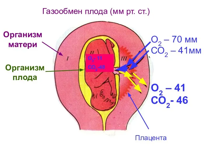 О2 – 70 мм СО2 – 41мм Организм матери Газообмен плода