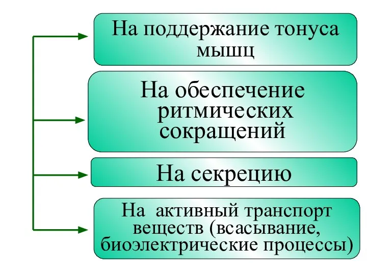 На поддержание тонуса мышц На обеспечение ритмических сокращений На секрецию На