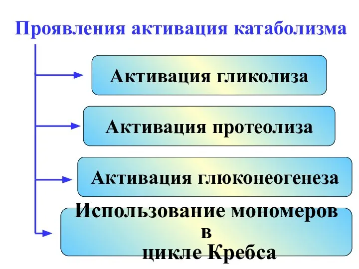 Проявления активация катаболизма Активация гликолиза Активация глюконеогенеза Активация протеолиза Использование мономеров в цикле Кребса