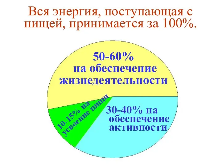 50-60% на обеспечение жизнедеятельности 10-15% на усвоение пищи 30-40% на обеспечение