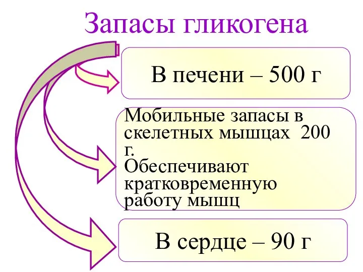 Запасы гликогена В печени – 500 г Мобильные запасы в скелетных