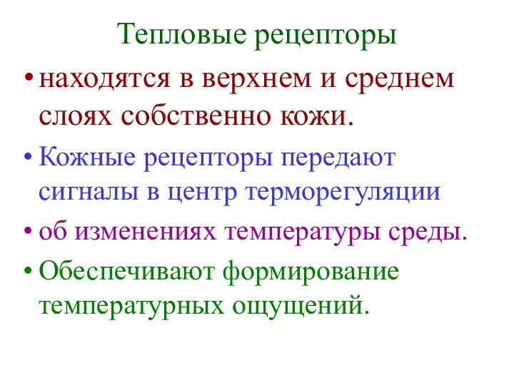 Тепловые рецепторы находятся в верхнем и среднем слоях собственно кожи. Кожные