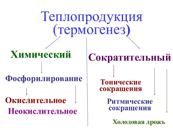 Теплопродукция (термогенез) Окислительное Фосфорилирование Химический Неокислительное Сократительный Тонические сокращения Ритмические сокращения Холодовая дрожь