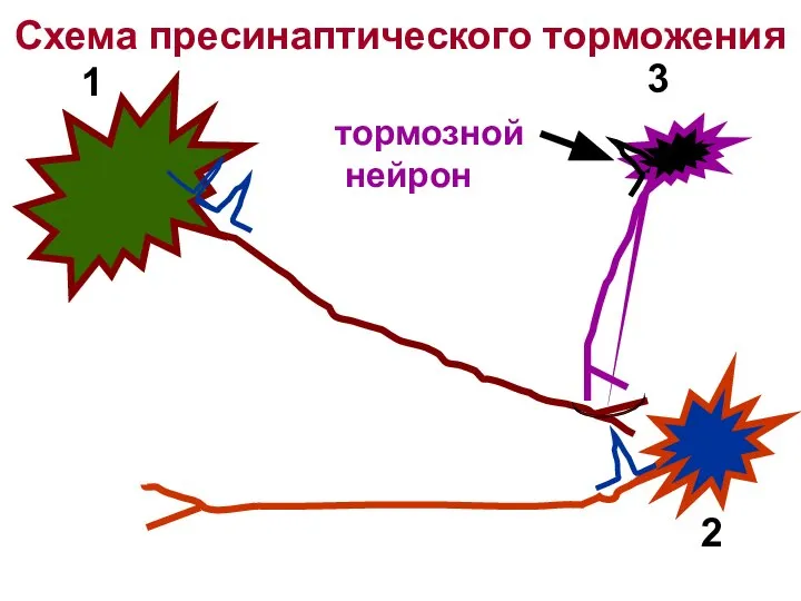 Схема пресинаптического торможения 1 2 3 тормозной нейрон
