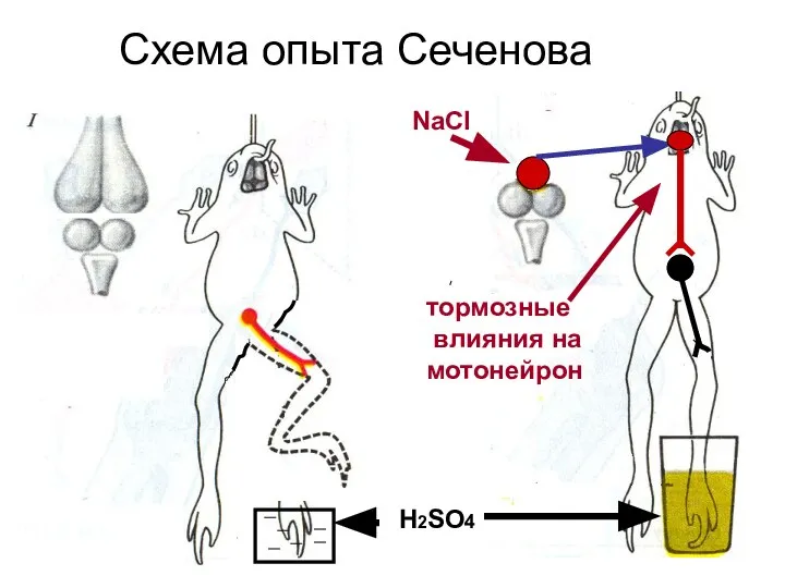 Схема опыта Сеченова Н2SO4 NaCl тормозные влияния на мотонейрон