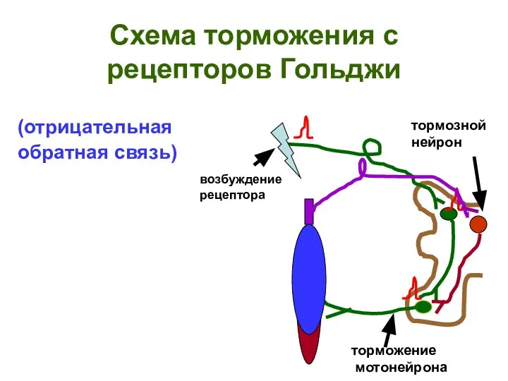 Схема торможения с рецепторов Гольджи (отрицательная обратная связь) тормозной нейрон торможение мотонейрона возбуждение рецептора