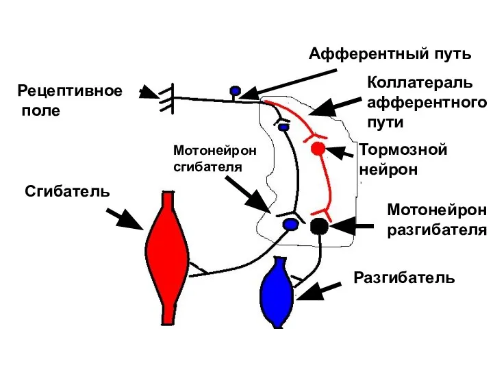 Рецептивное поле Афферентный путь Сгибатель Коллатераль афферентного пути Тормозной нейрон Мотонейрон разгибателя Разгибатель Мотонейрон сгибателя