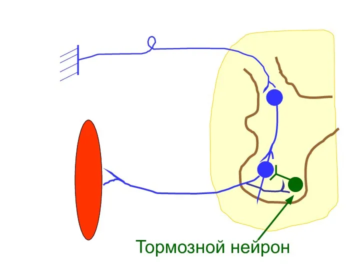 Тормозной нейрон