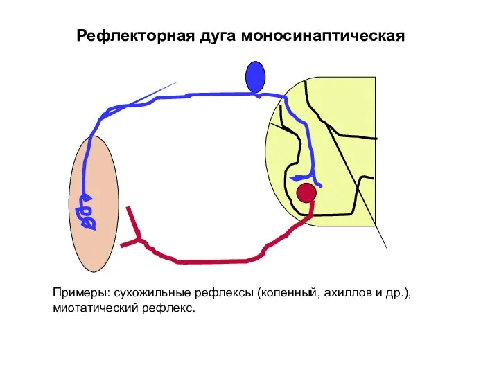 Рефлекторная дуга моносинаптическая Примеры: сухожильные рефлексы (коленный, ахиллов и др.), миотатический рефлекс.