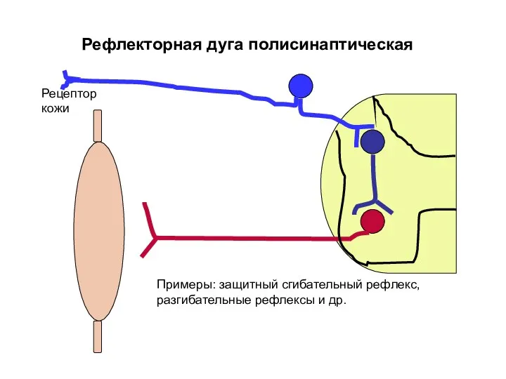 Рефлекторная дуга полисинаптическая Примеры: защитный сгибательный рефлекс, разгибательные рефлексы и др. Рецептор кожи