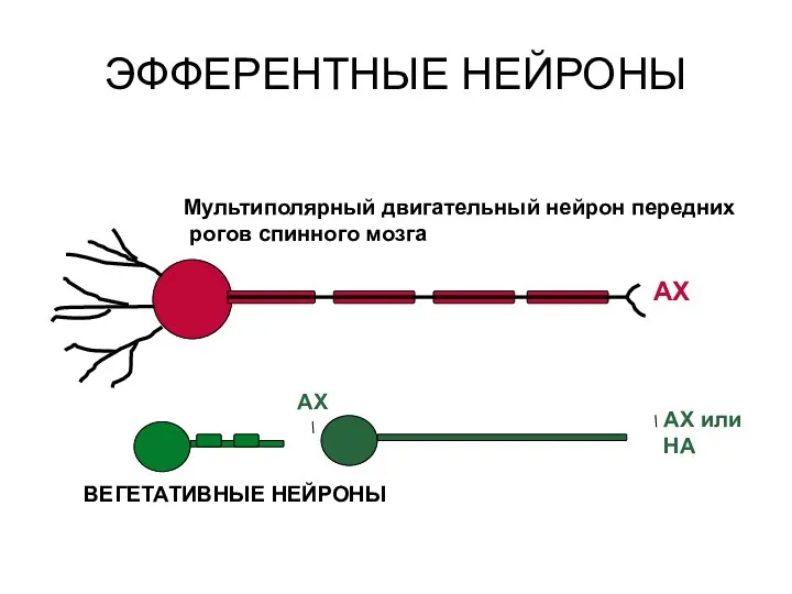 ЭФФЕРЕНТНЫЕ НЕЙРОНЫ Мультиполярный двигательный нейрон передних рогов спинного мозга АХ АХ АХ или НА ВЕГЕТАТИВНЫЕ НЕЙРОНЫ