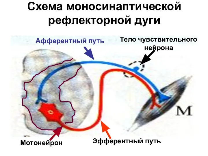 Схема моносинаптической рефлекторной дуги Тело чувствительного нейрона Афферентный путь Мотонейрон Эфферентный путь