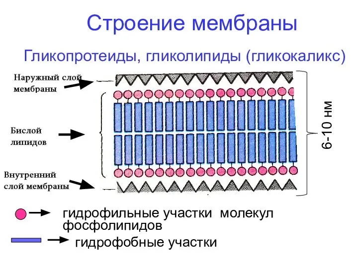 Строение мембраны гидрофильные участки молекул фосфолипидов 6-10 нм Гликопротеиды, гликолипиды (гликокаликс) гидрофобные участки