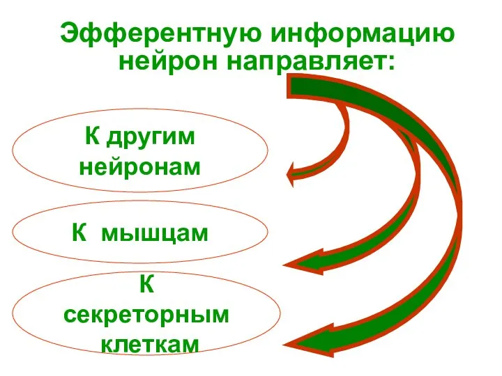 Эфферентную информацию нейрон направляет: К другим нейронам К мышцам К секреторным клеткам