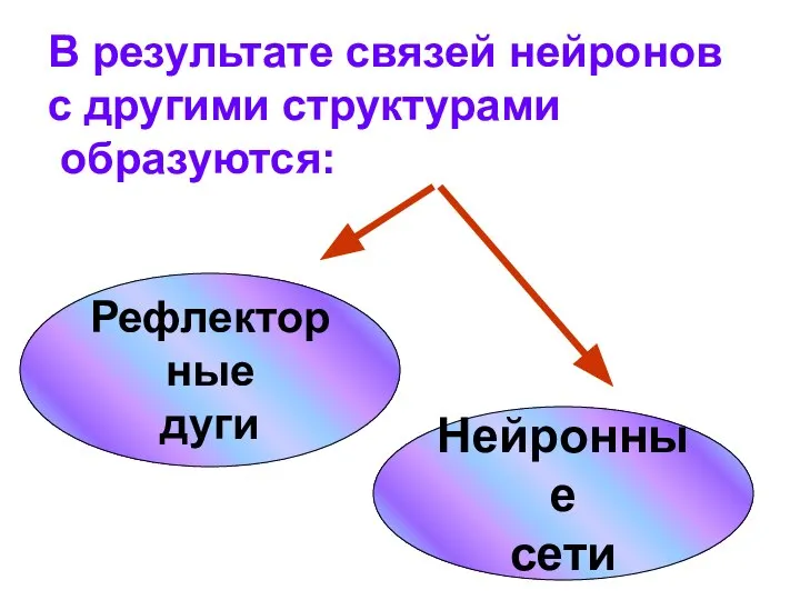 В результате связей нейронов с другими структурами образуются: Рефлекторные дуги Нейронные сети