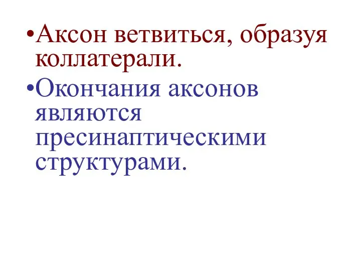 Аксон ветвиться, образуя коллатерали. Окончания аксонов являются пресинаптическими структурами.