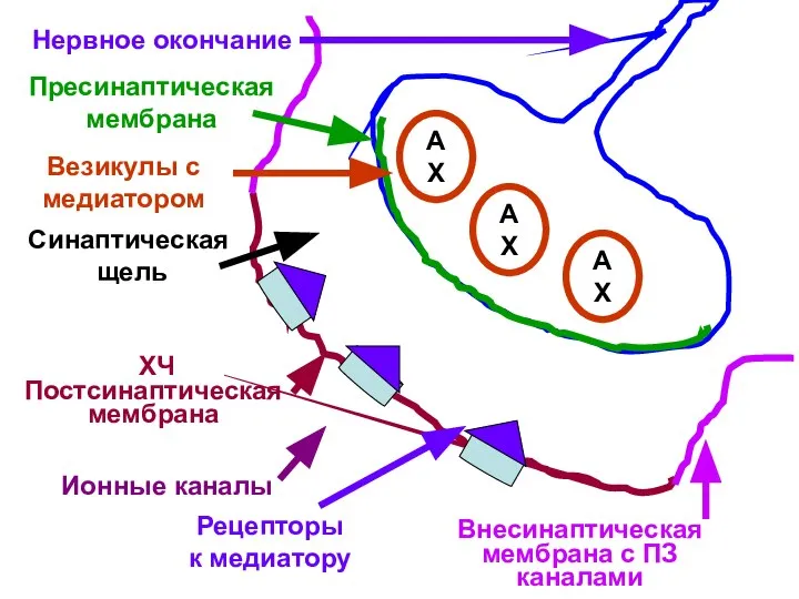 АХ АХ АХ Нервное окончание Пресинаптическая мембрана Везикулы с медиатором Синаптическая