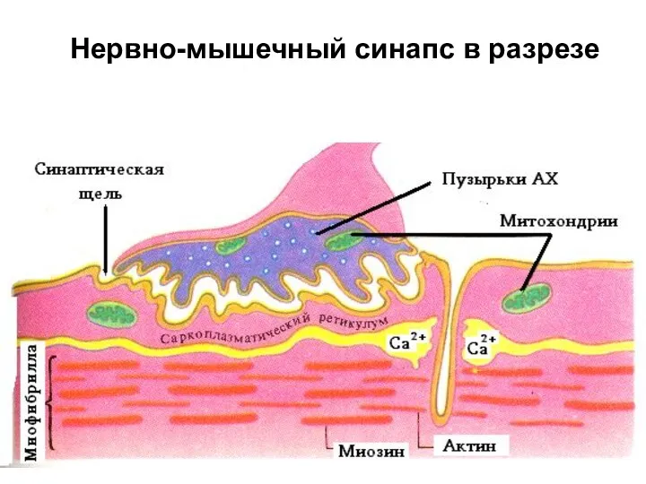 Нервно-мышечный синапс в разрезе
