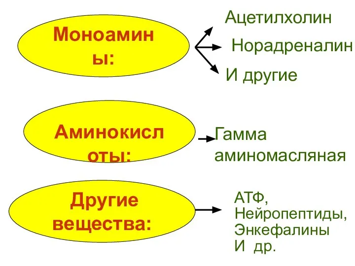 Моноамины: Ацетилхолин Норадреналин И другие Аминокислоты: Гамма аминомасляная Другие вещества: АТФ, Нейропептиды, Энкефалины И др.