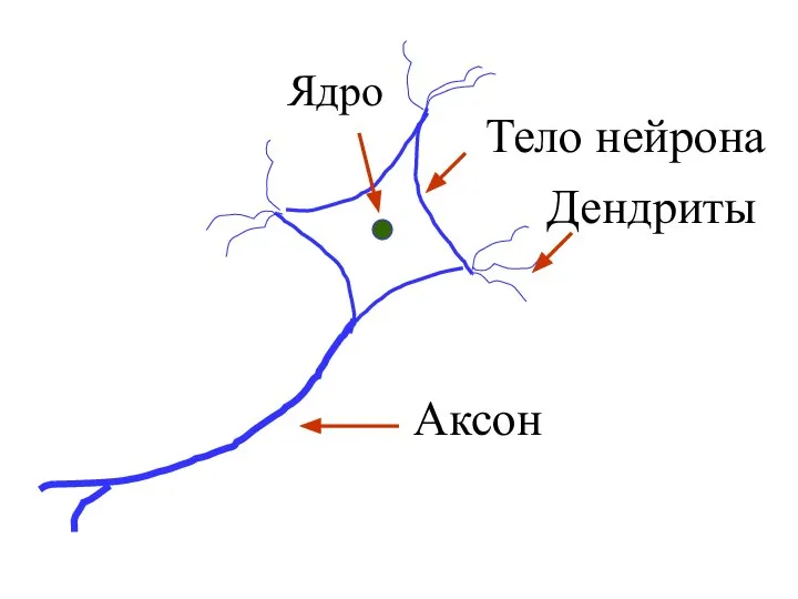 Тело нейрона Дендриты Аксон Ядро