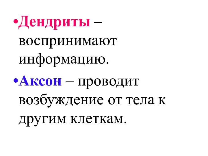 Дендриты – воспринимают информацию. Аксон – проводит возбуждение от тела к другим клеткам.